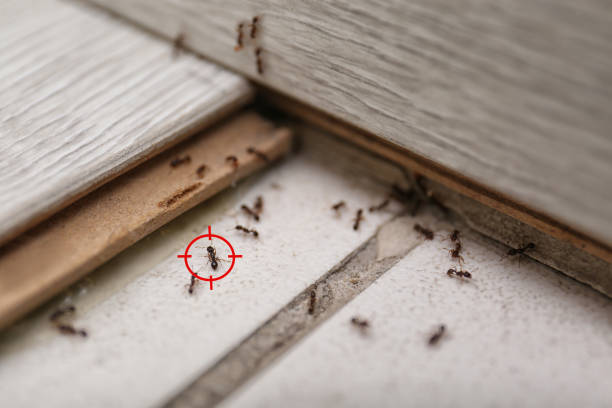Best Exterminator Services  in Dakota City, NE