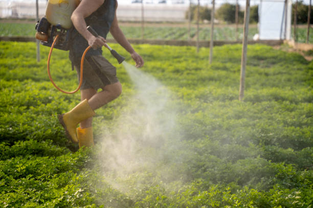 Best Ant Control Services  in Dakota City, NE