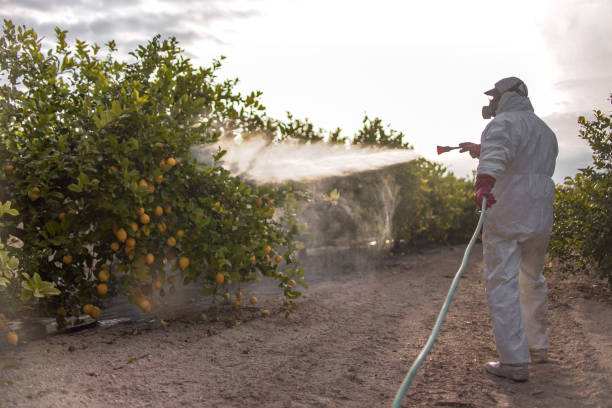 Best Bed Bug Extermination  in Dakota City, NE