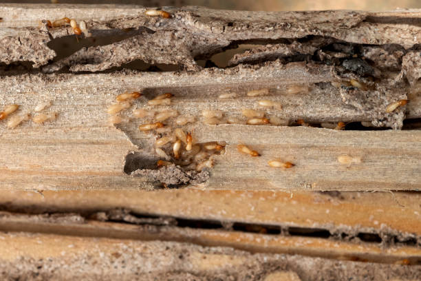 Best Termite Control Services  in Dakota City, NE